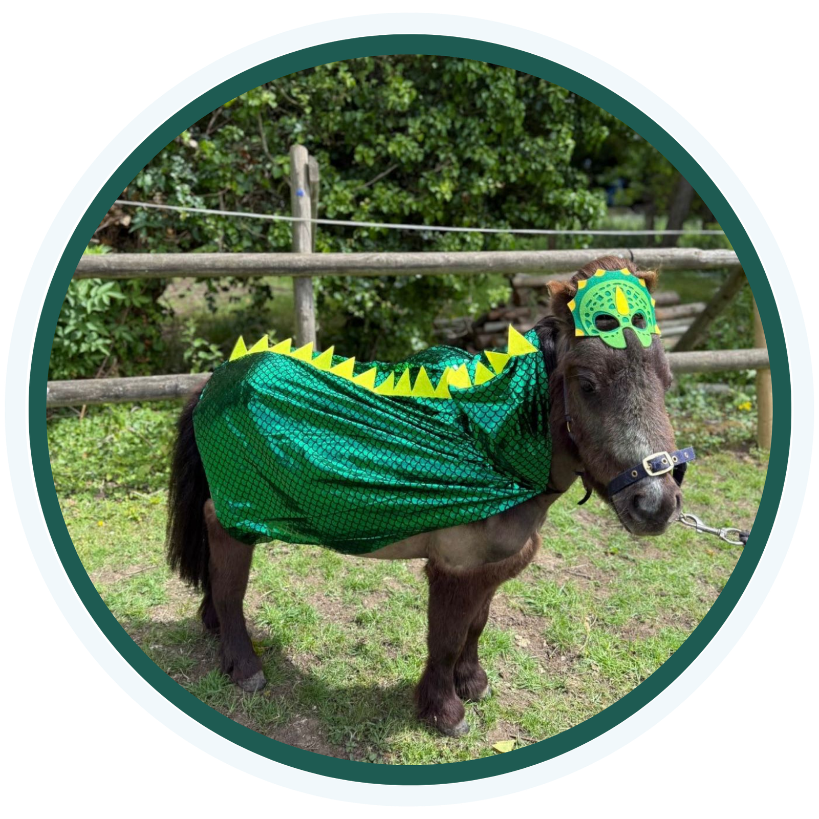 Baby Guinness, one of the Pony Perfect miniature ponies